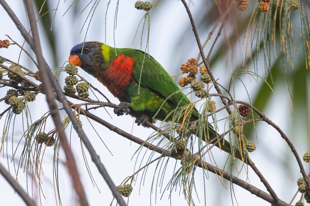Coconut Lorikeet - ML653602147
