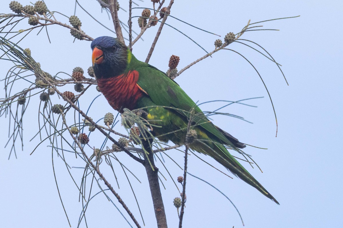 Coconut Lorikeet - ML653602148