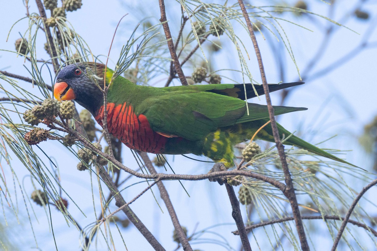 Coconut Lorikeet - ML653602149