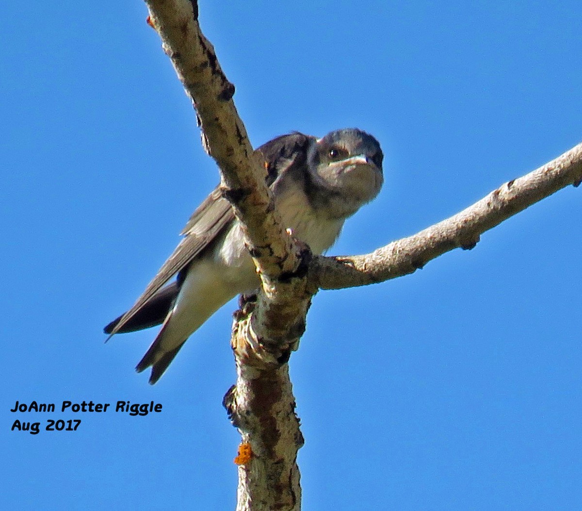 Purple Martin - ML65360241