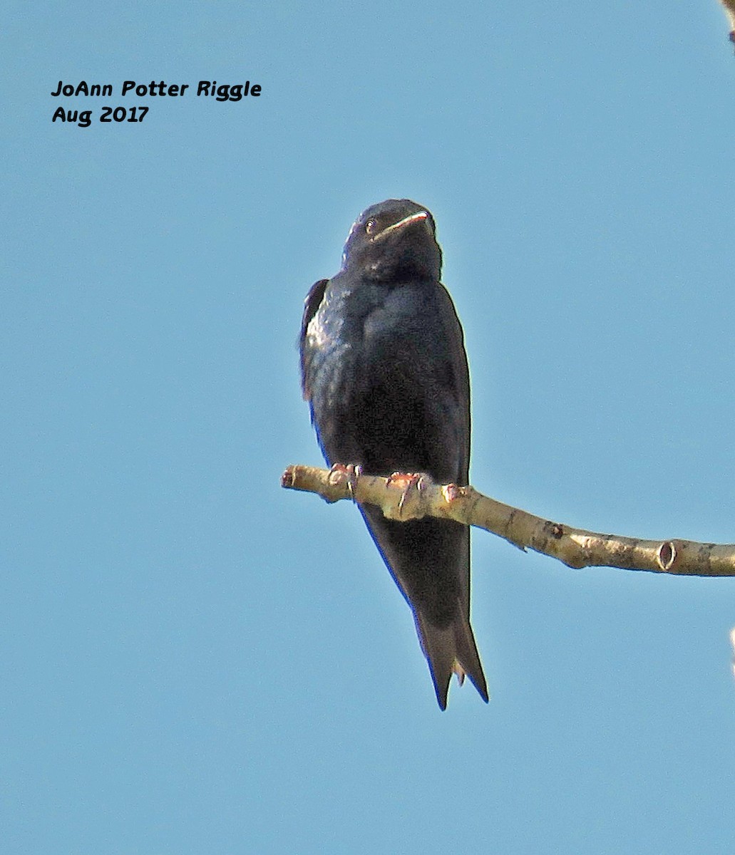 Purple Martin - ML65360331