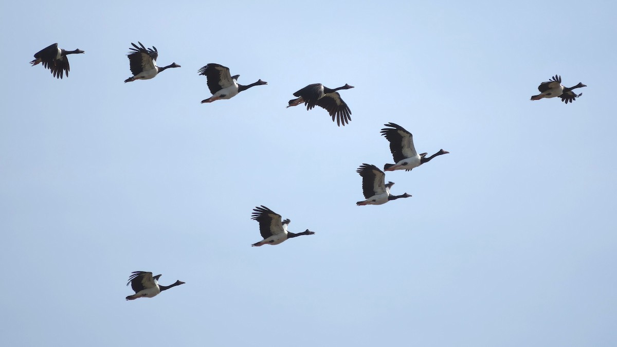 Magpie Goose - ML653603843