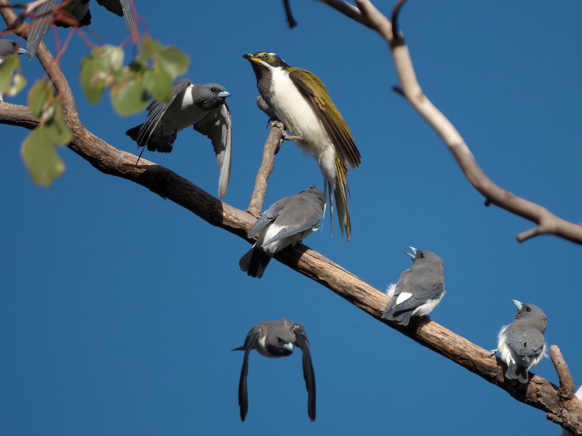 Blue-faced Honeyeater - ML653603844