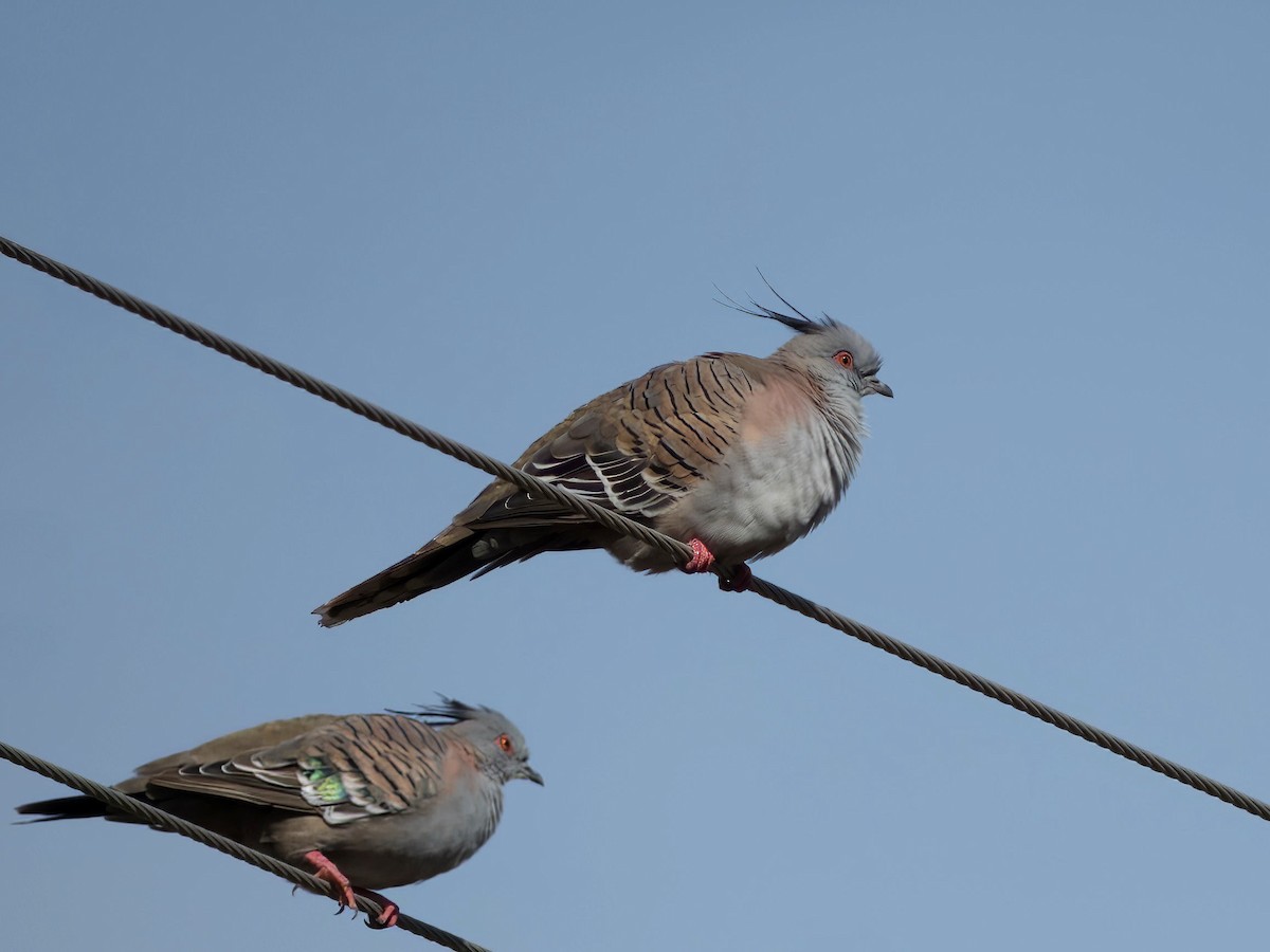 Crested Pigeon - ML653603845