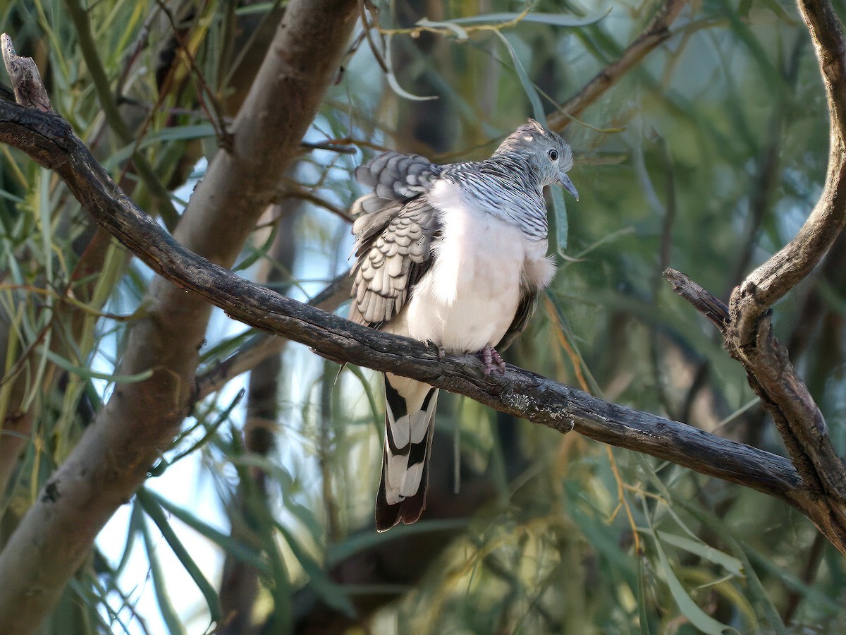 Peaceful Dove - ML653603847