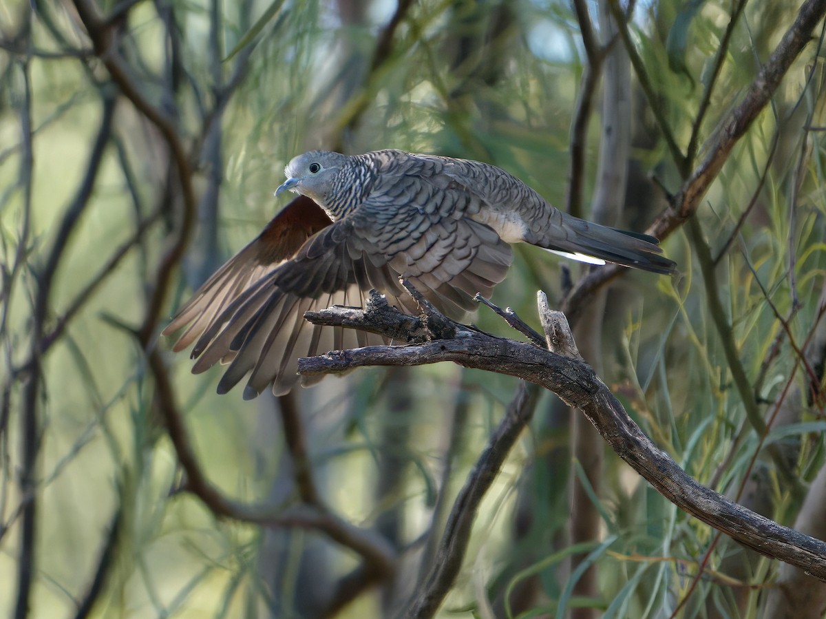 Peaceful Dove - ML653603848