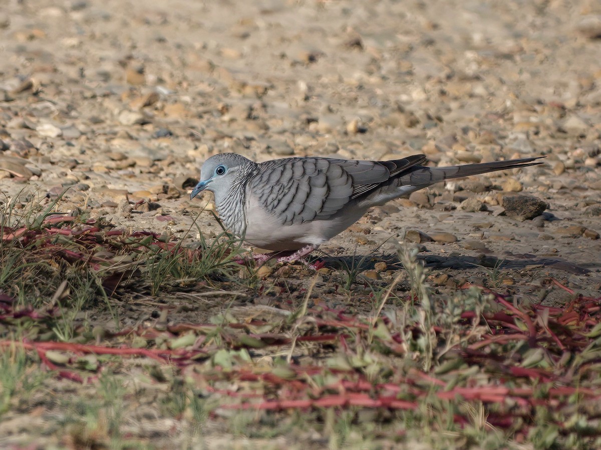 Peaceful Dove - ML653603849