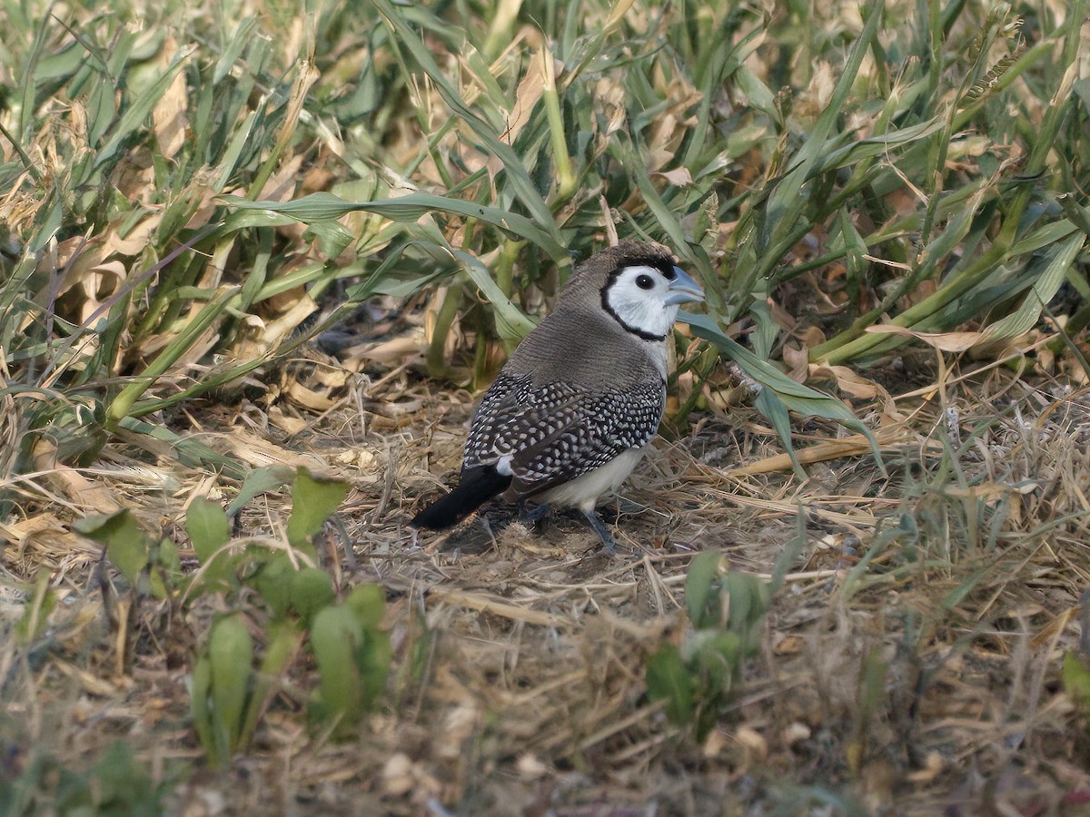Double-barred Finch - ML653603854