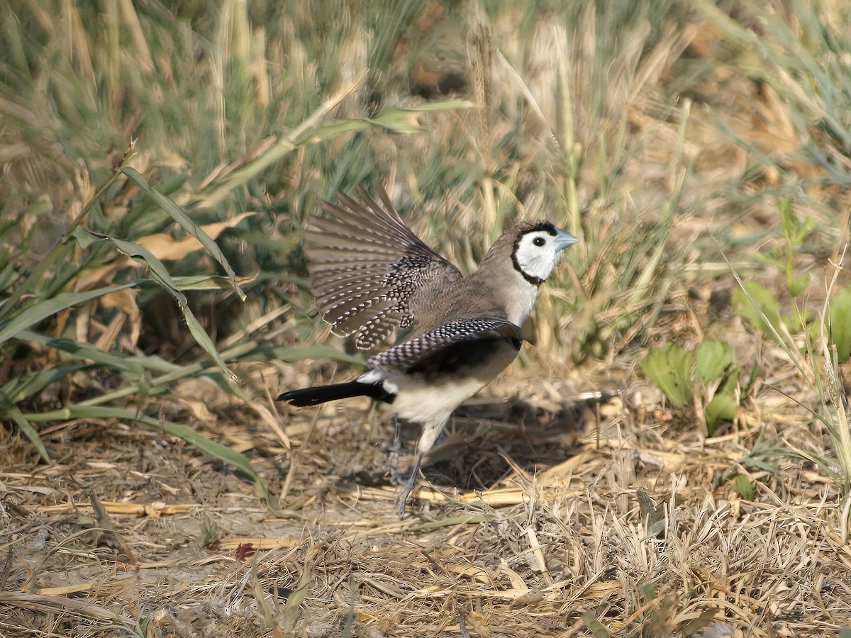 Double-barred Finch - ML653603855