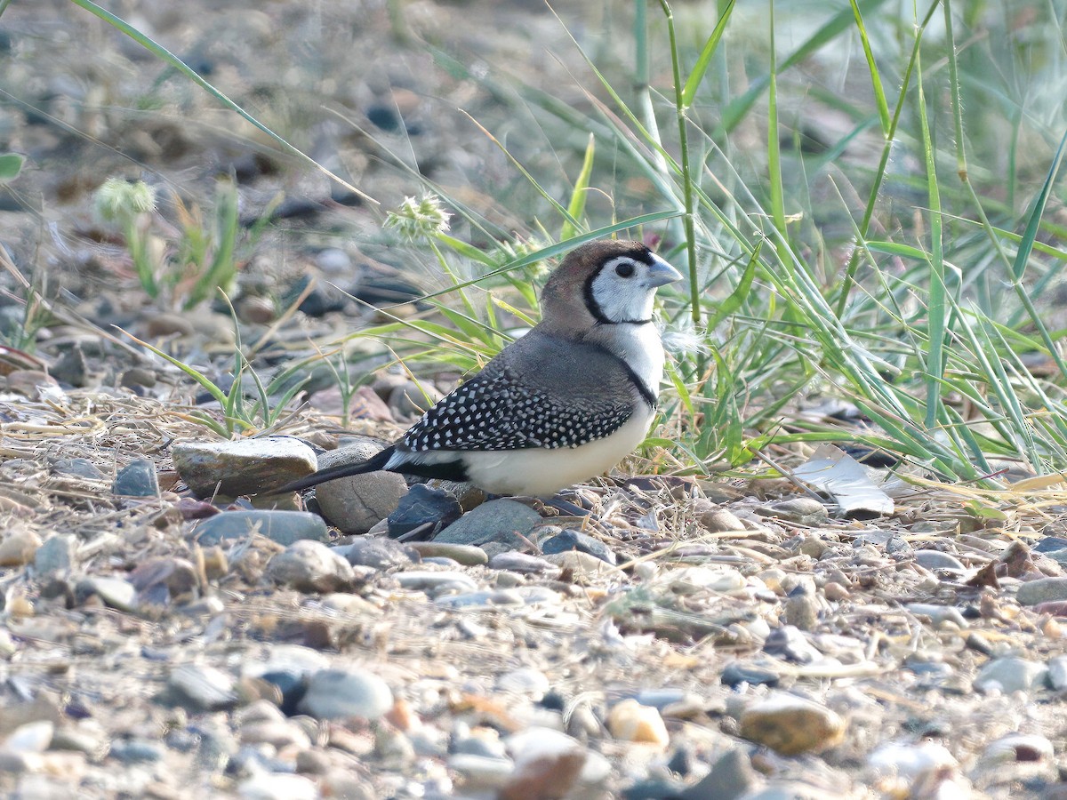 Double-barred Finch - ML653603856