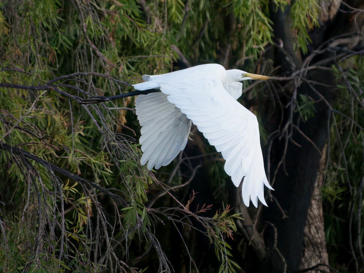 大白鷺(modesta) - ML653603860