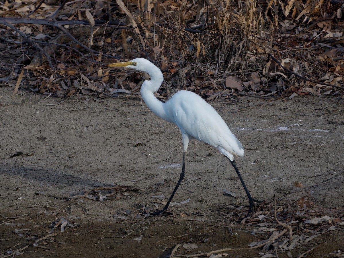 大白鷺(modesta) - ML653603861