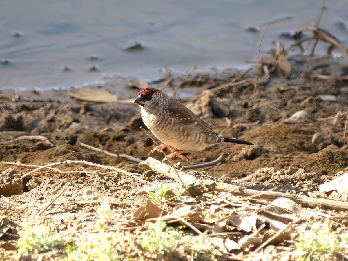 Plum-headed Finch - ML653603866