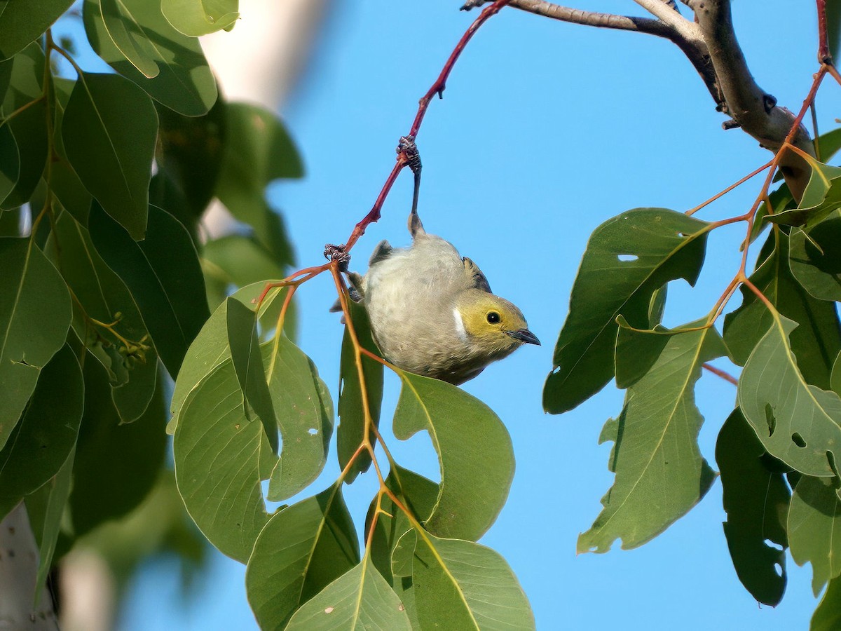 White-plumed Honeyeater - ML653603868