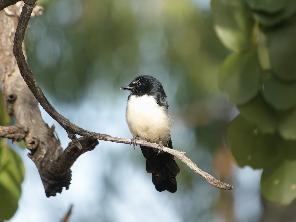 Willie-wagtail - ML653603869