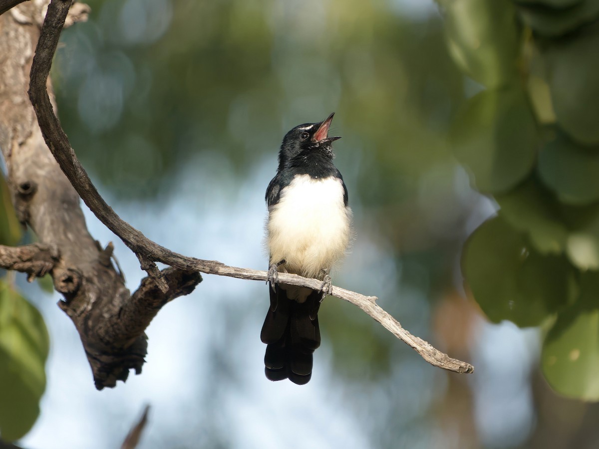 Willie-wagtail - ML653603870