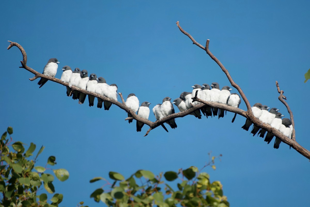 白胸燕鵙 - ML653603885