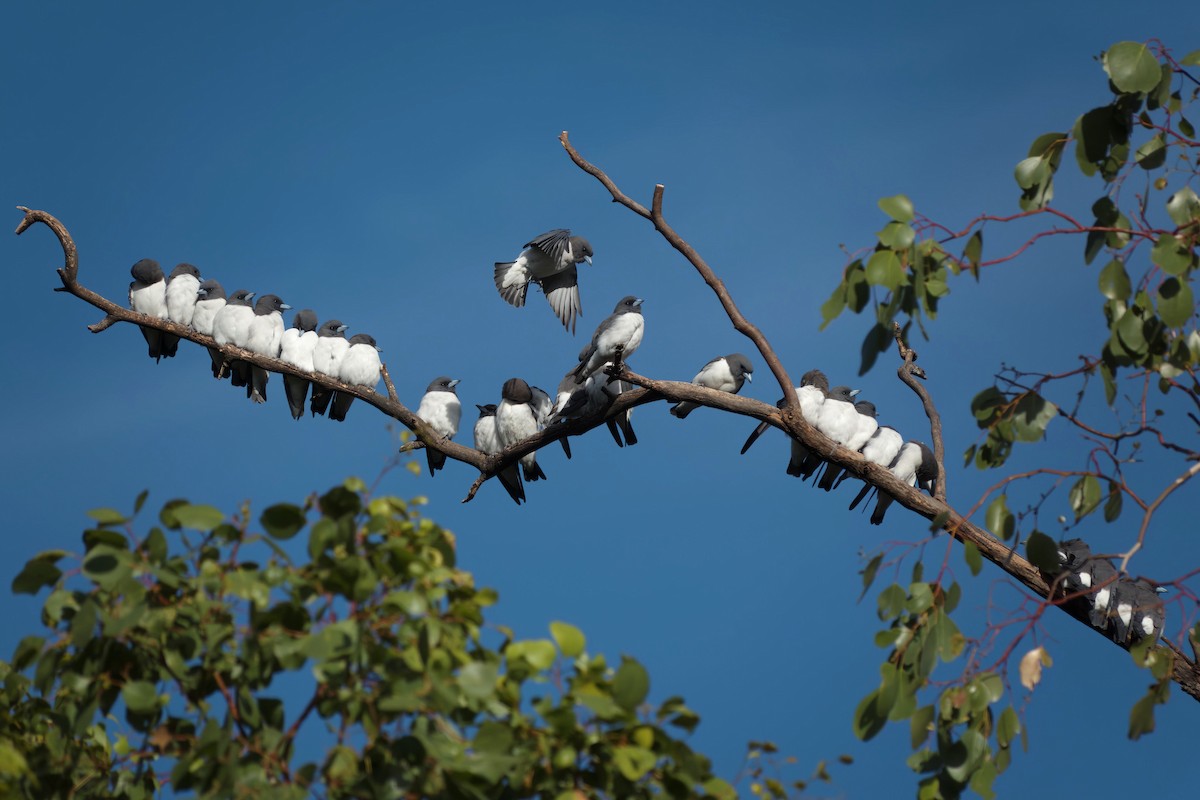 白胸燕鵙 - ML653603889