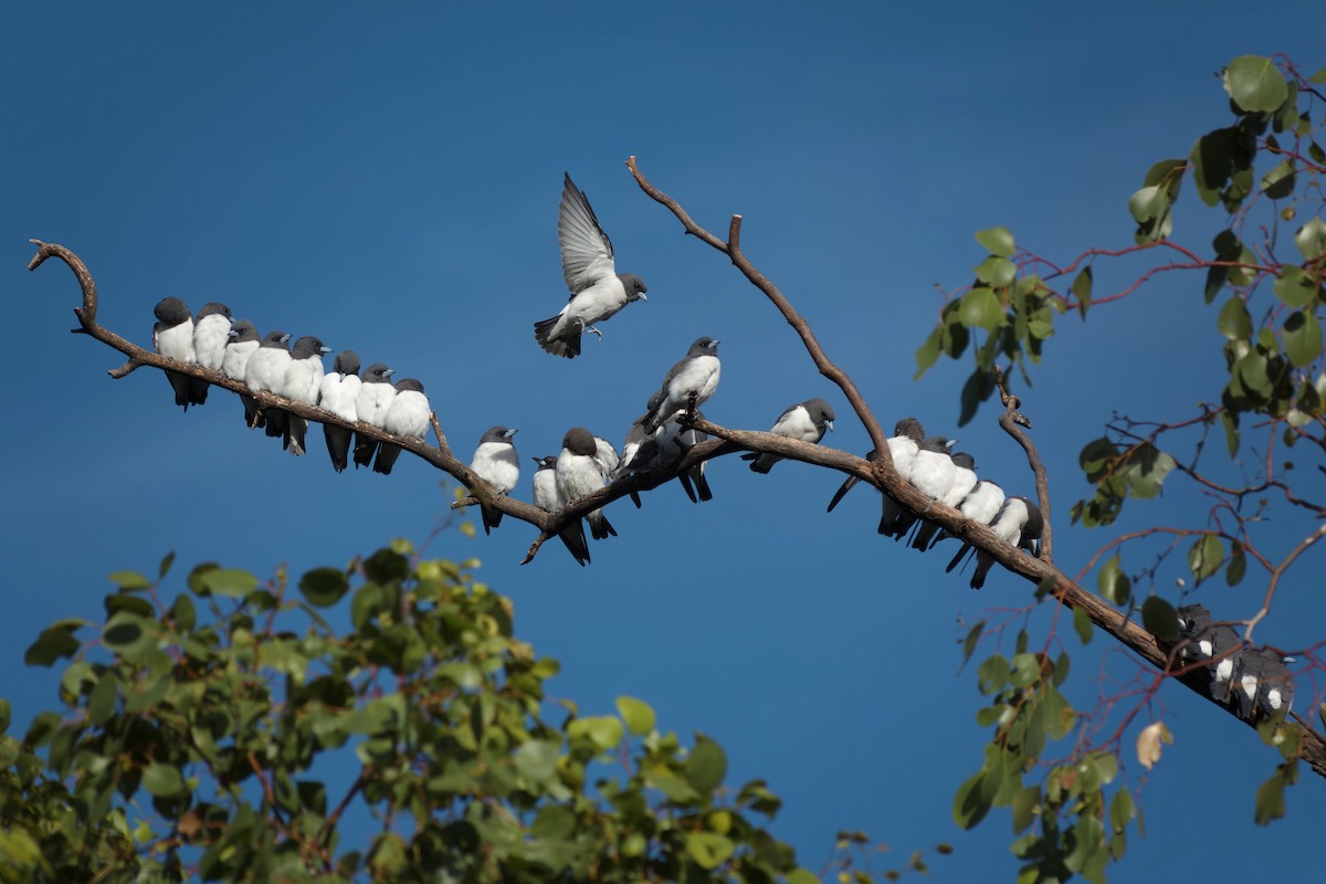 白胸燕鵙 - ML653603893