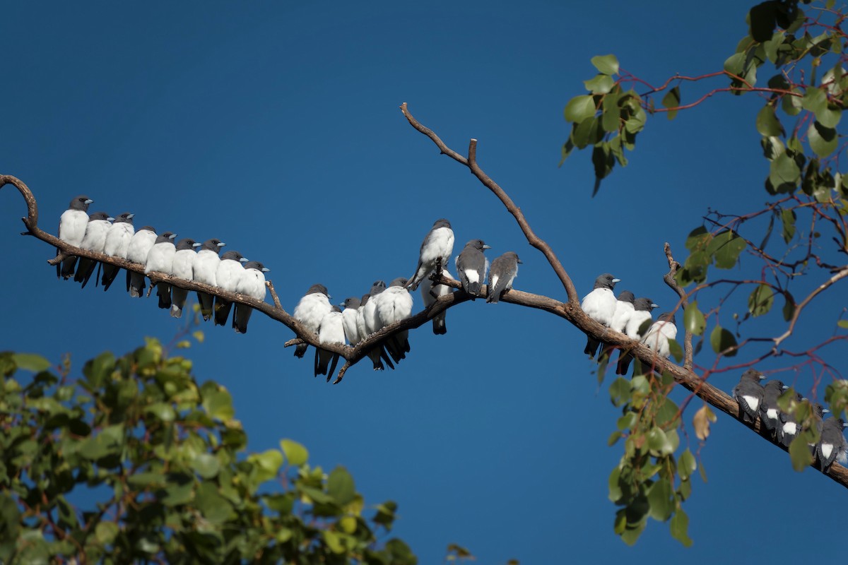 白胸燕鵙 - ML653603903