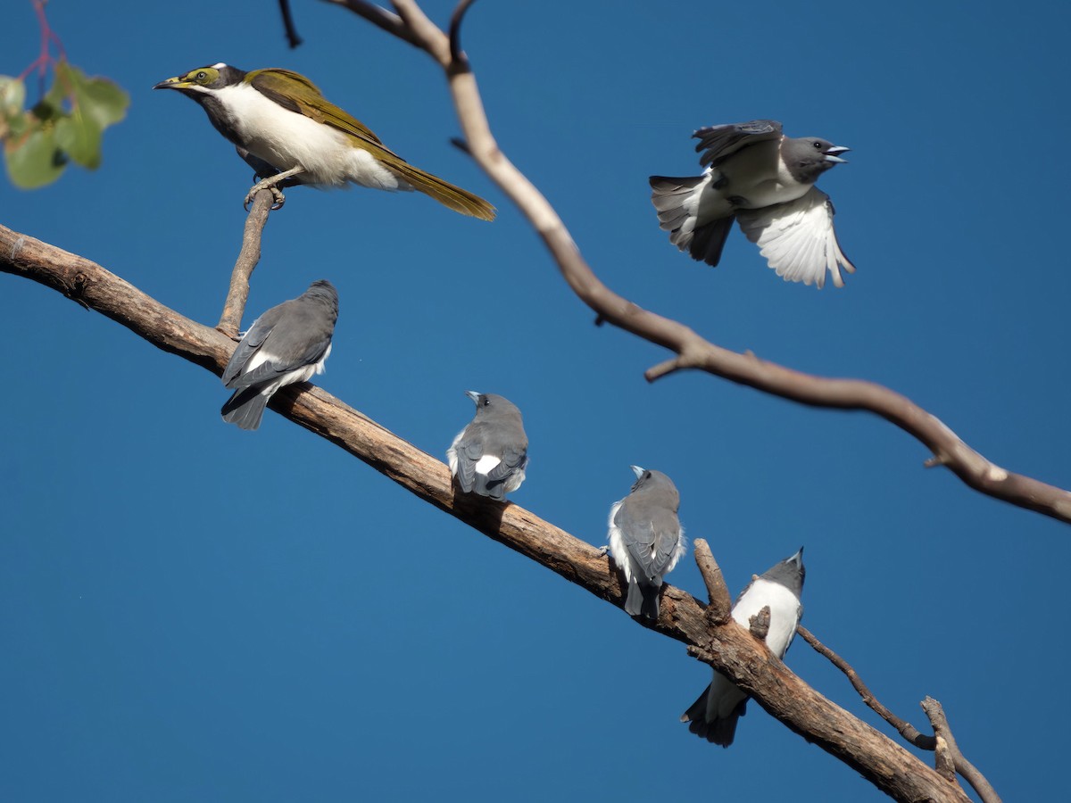 白胸燕鵙 - ML653603906