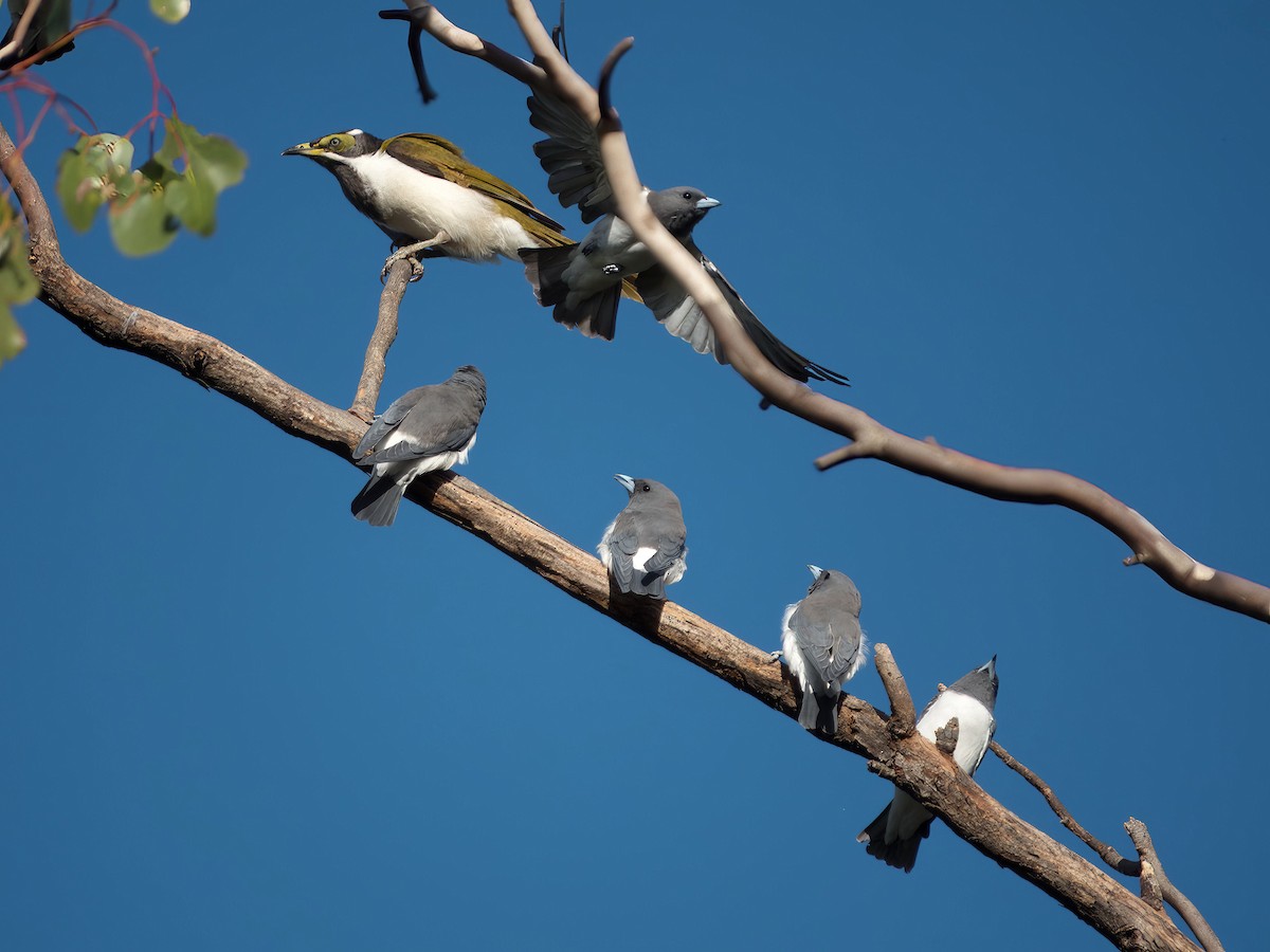 白胸燕鵙 - ML653603914