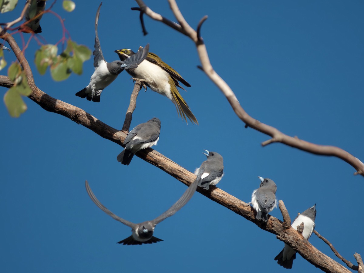 白胸燕鵙 - ML653603920