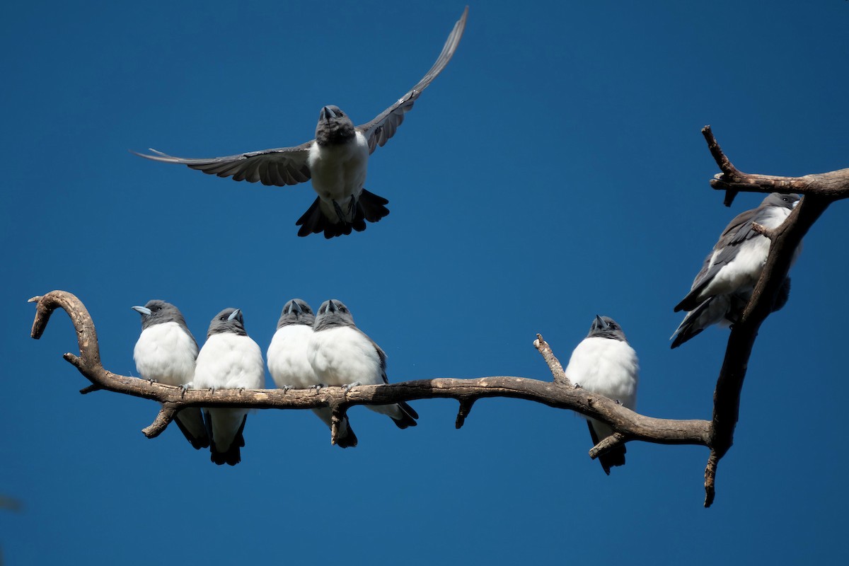 白胸燕鵙 - ML653603929