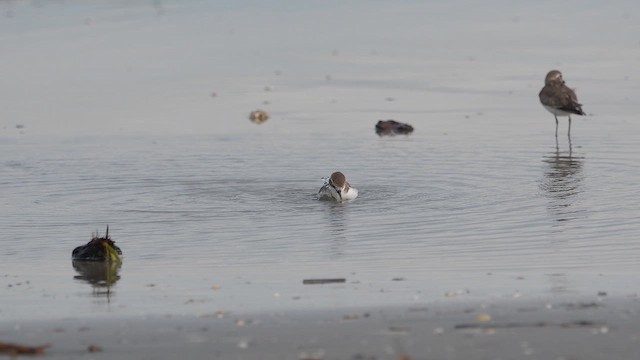 Tibetan Sand-Plover - ML653604064