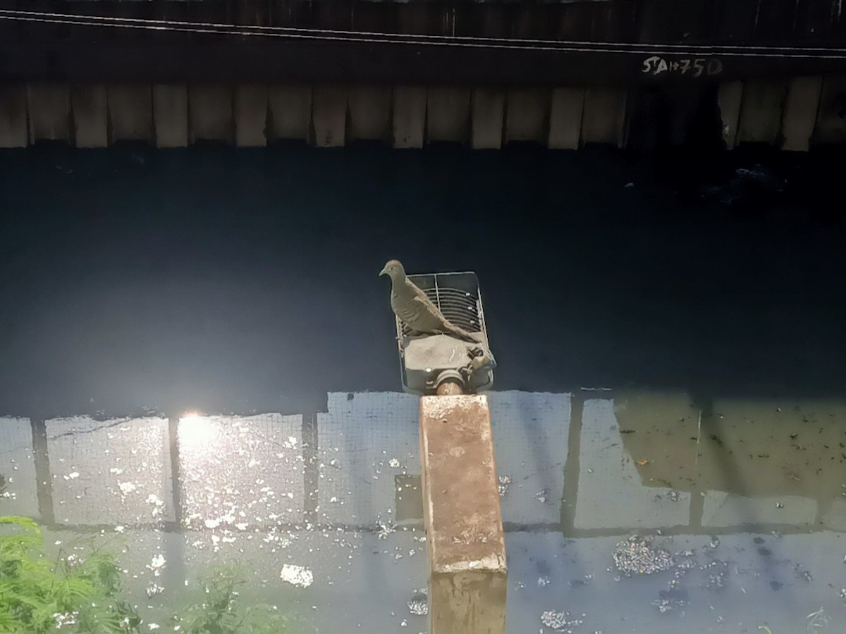 Zebra Kumrusu - ML653604379