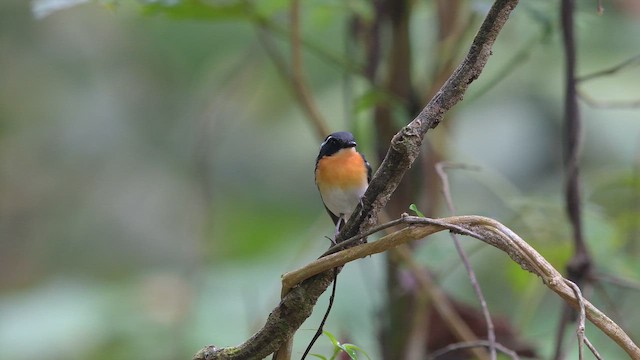 Rufous-chested Flycatcher - ML653605008