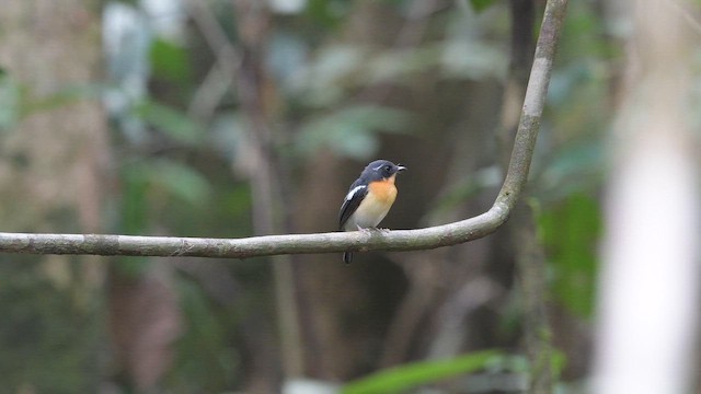 Rufous-chested Flycatcher - ML653605259