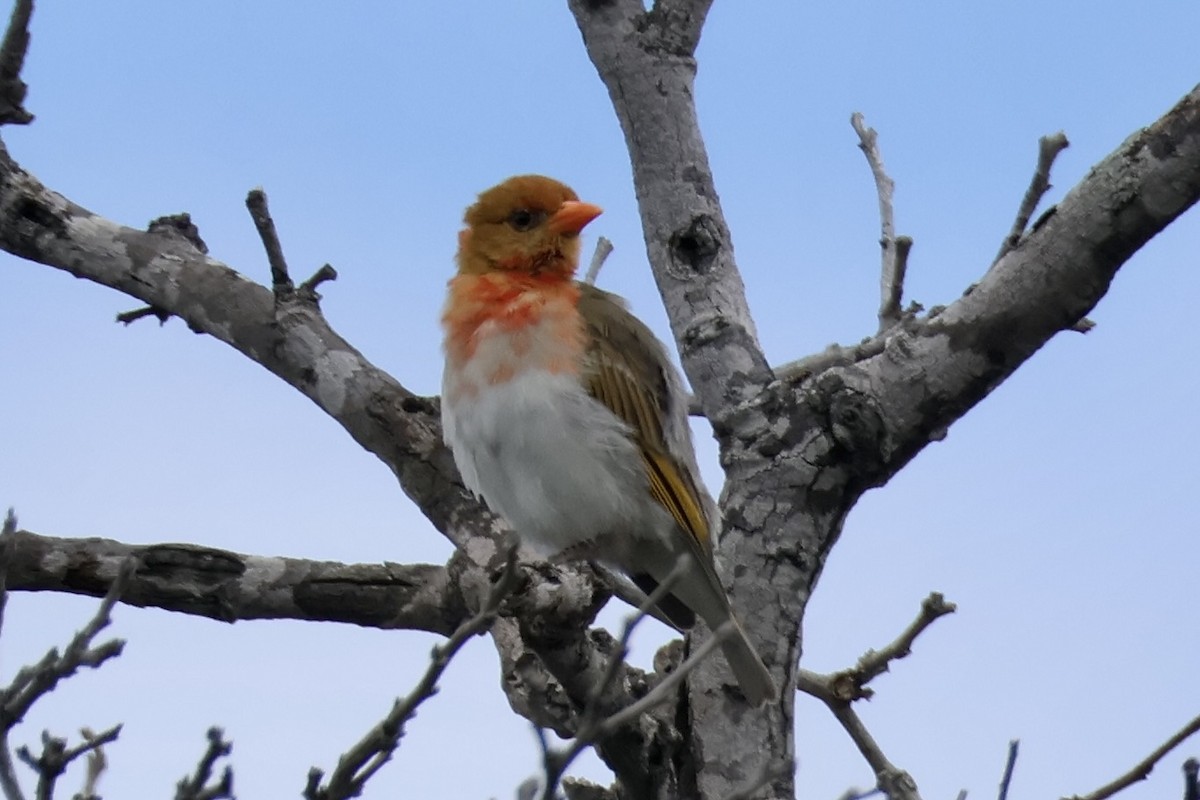 Red-headed Weaver (Southern) - ML653605456