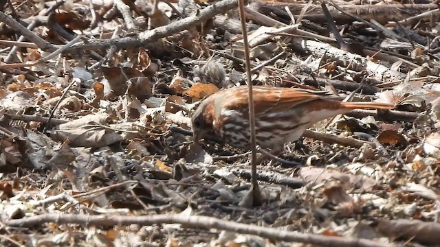 strnadec kaštanový - ML653610180