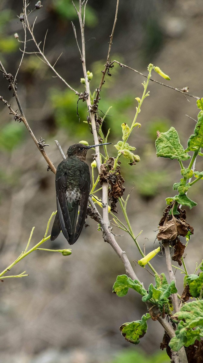 Giant Hummingbird - ML653610496