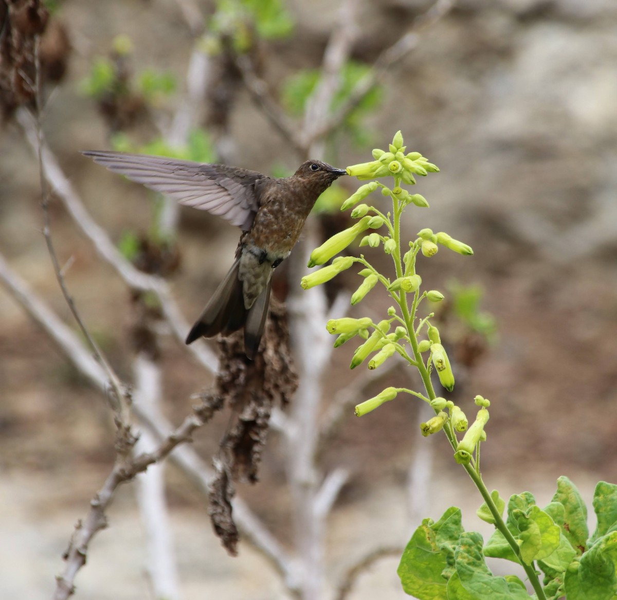 Giant Hummingbird - ML653610498