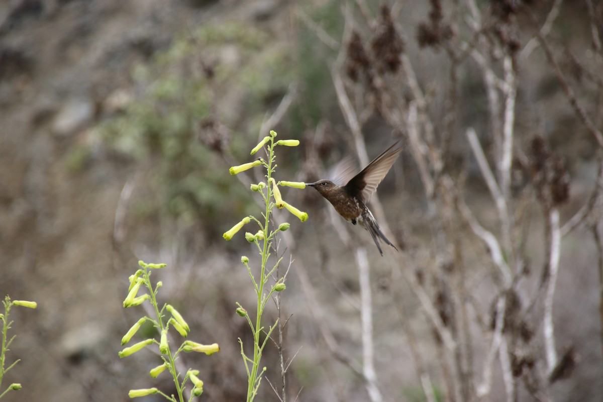 Giant Hummingbird - ML653610500