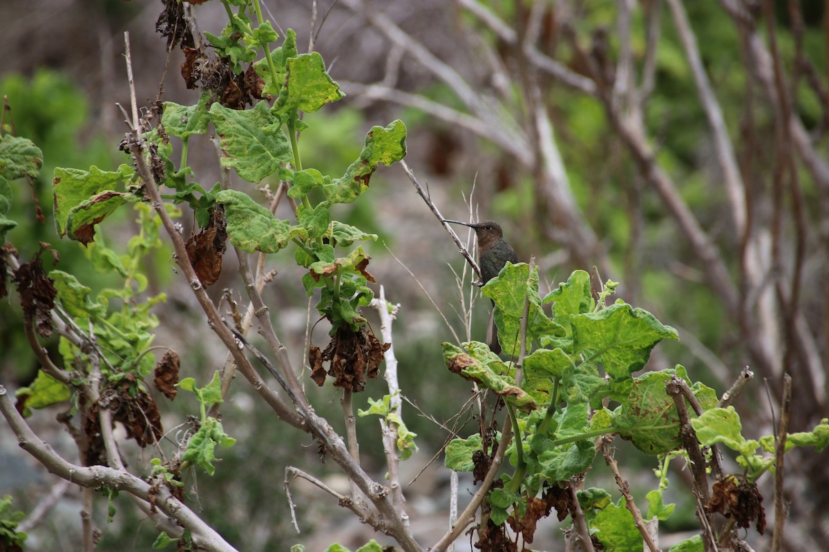 Giant Hummingbird - ML653610501