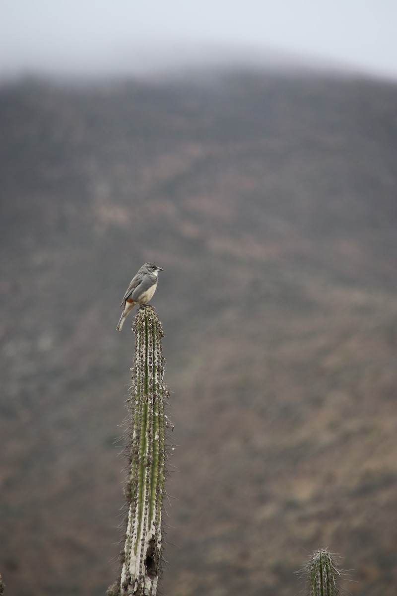 Diuca Finch - ML653610507