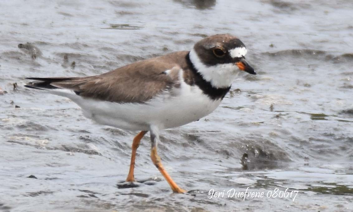 Semipalmated Plover - Jerilyn Duefrene