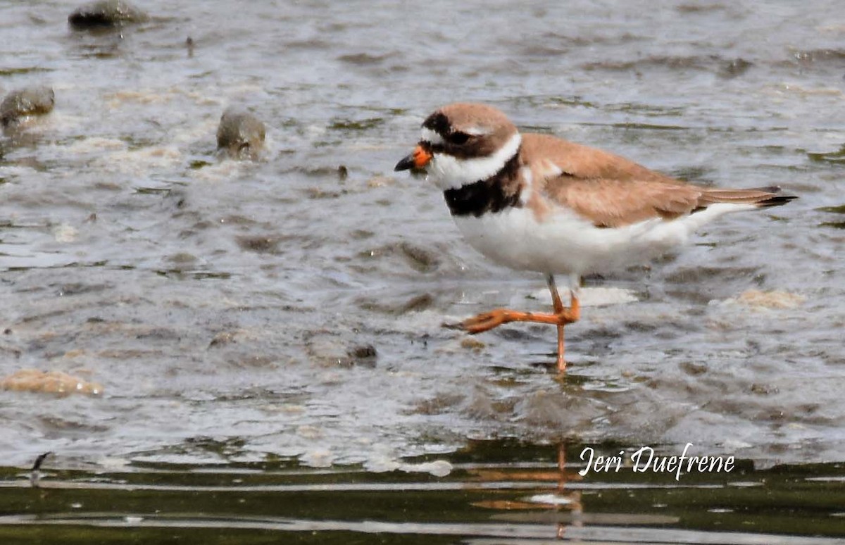 Semipalmated Plover - Jerilyn Duefrene