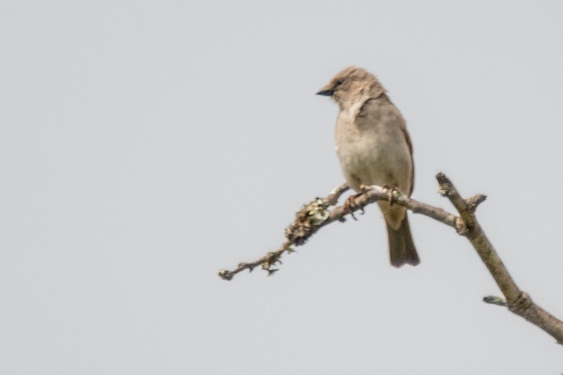 Lesser Honeyguide (Lesser) - ML653615330