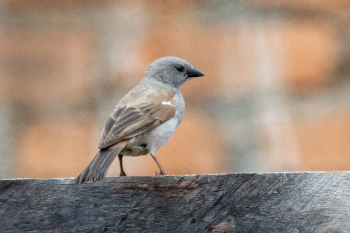 Lesser Honeyguide (Lesser) - ML653615331