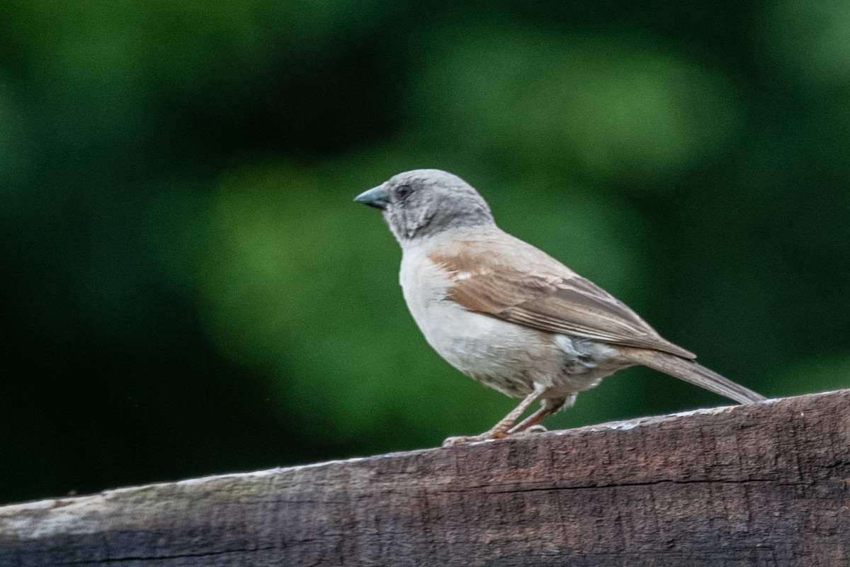 Lesser Honeyguide (Lesser) - ML653615332