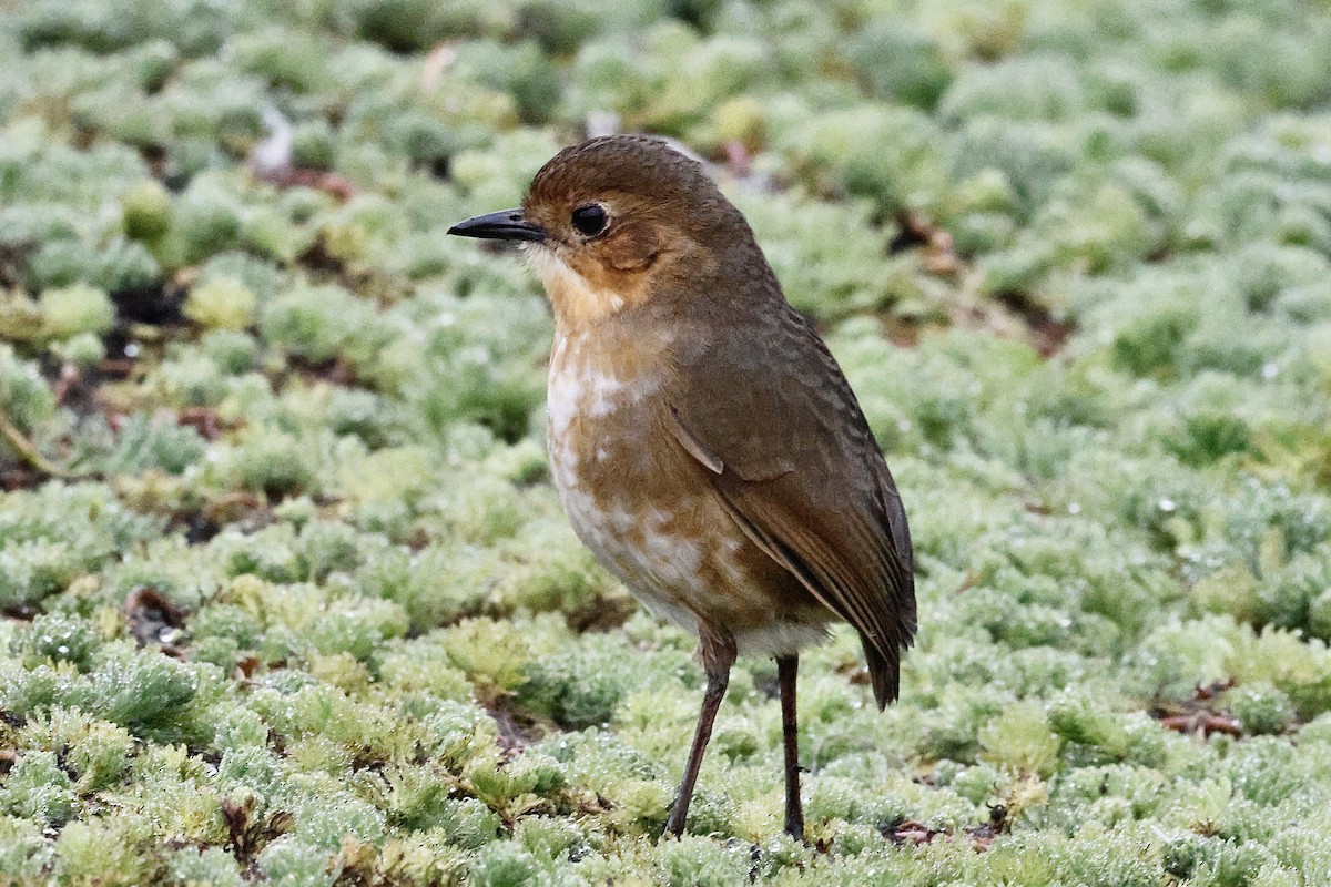 Boyaca Antpitta - ML653615334