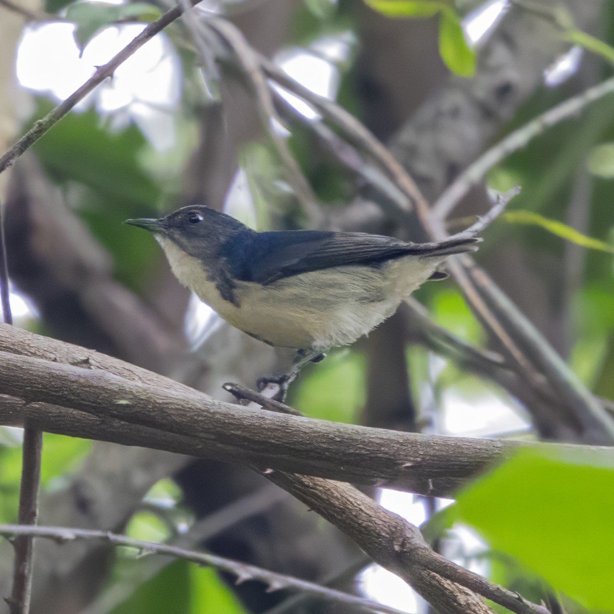 Cambodian Flowerpecker - ML653616477