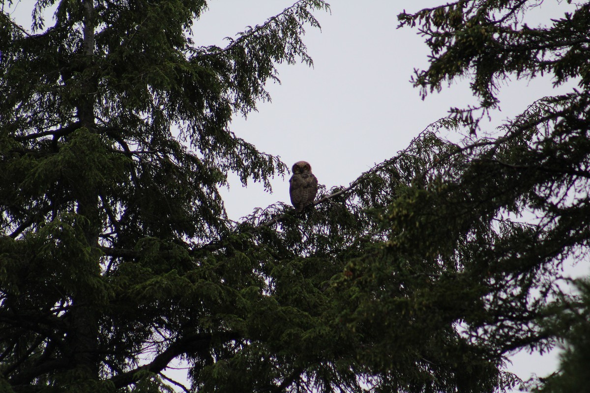 Great Horned Owl - ML65361661