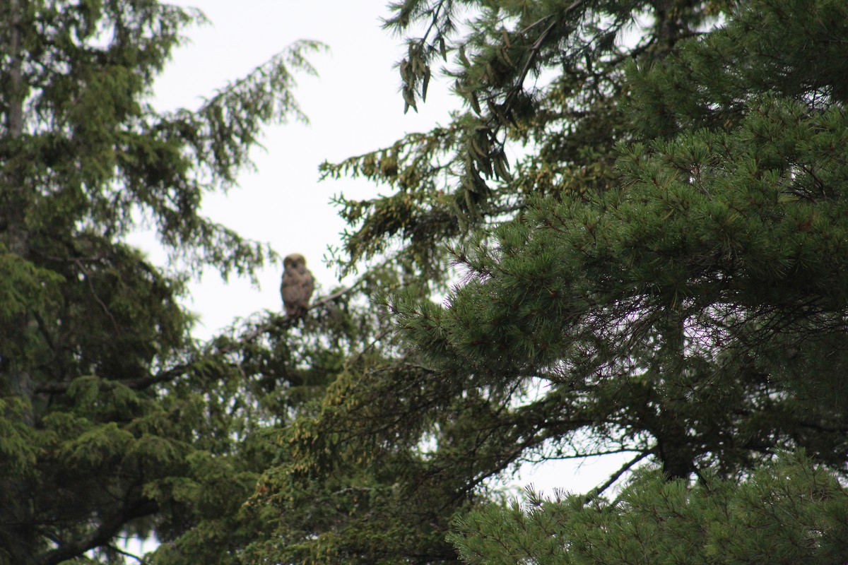 Great Horned Owl - ML65361681