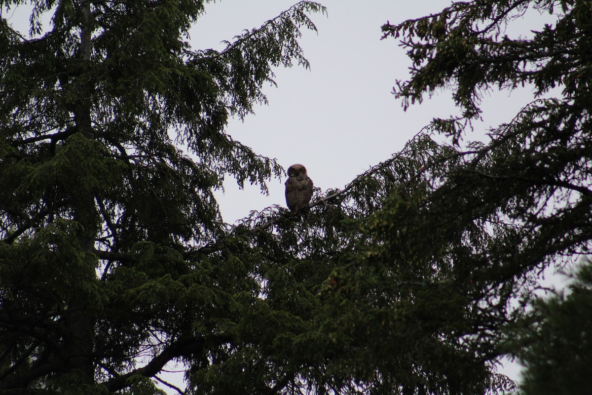 Great Horned Owl - ML65361701