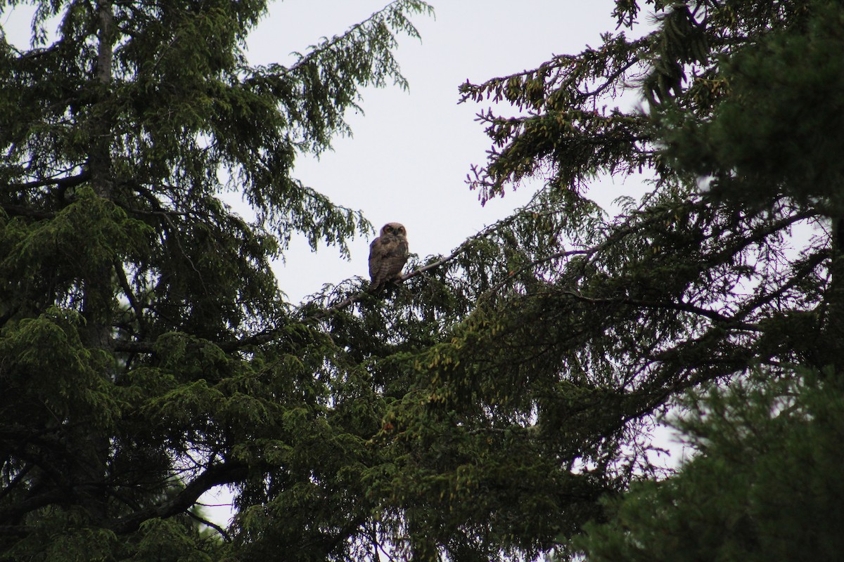 Great Horned Owl - ML65361711